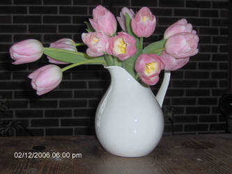 Pink tulips in white pitcher