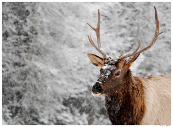 Bull Elk