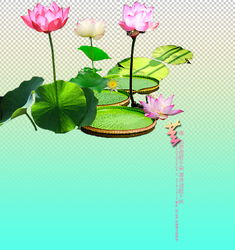 Lotus png  by kimsooran 2014