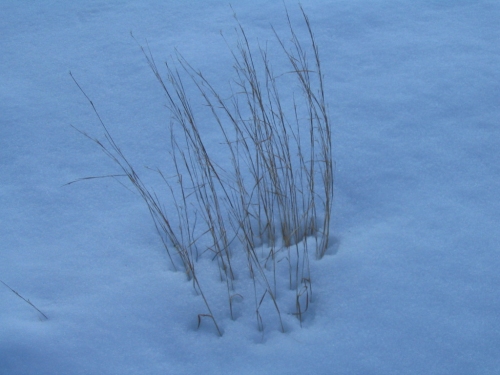 peony-stock: lonely grass 1-3