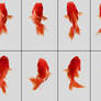 16 fishes for the animation