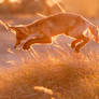 Red Fox Mouse Pounce