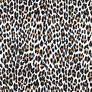Leopard Print Vector