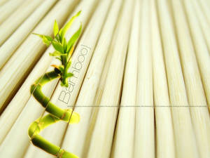 Bamboo