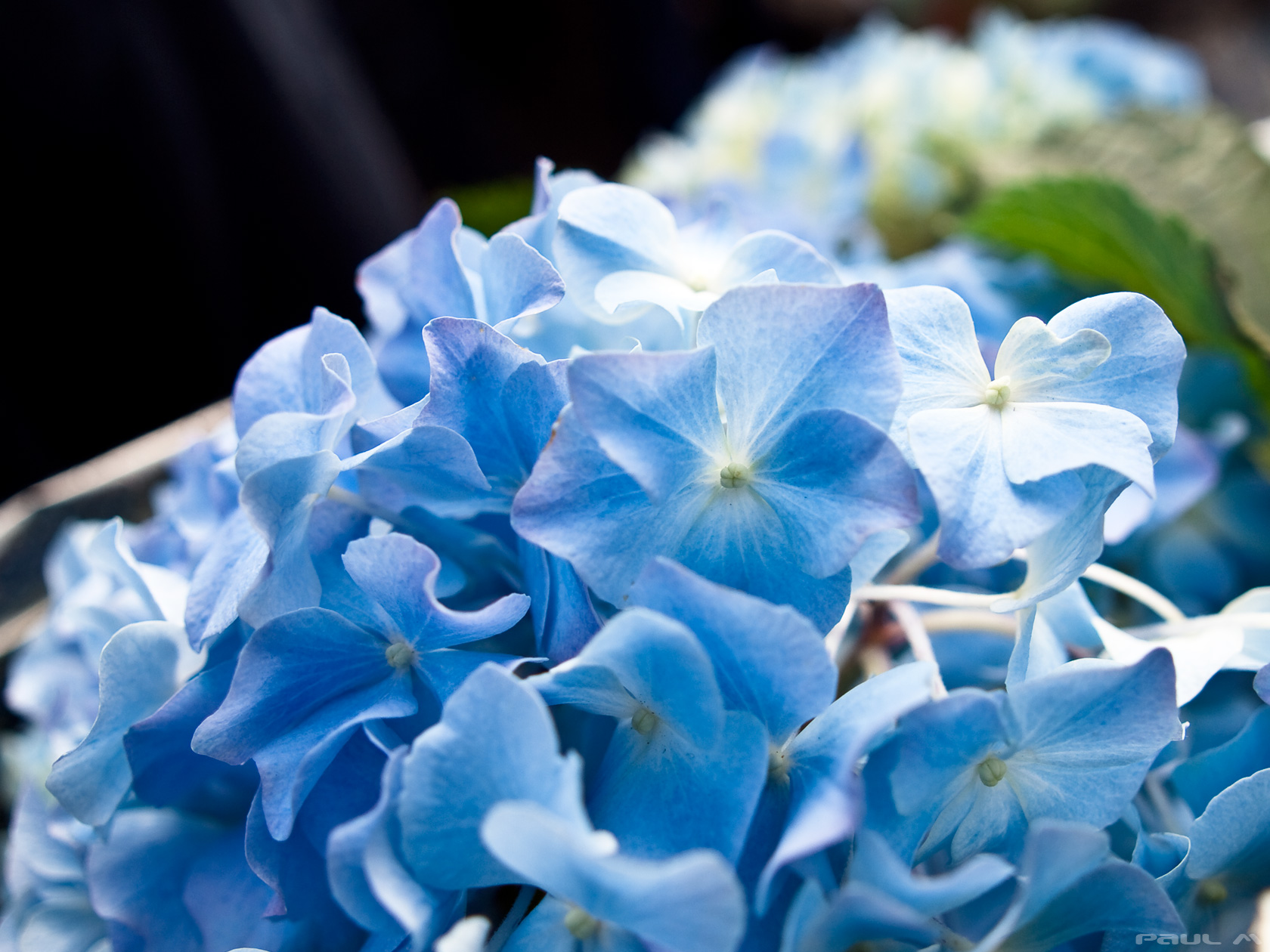 Голубой цвет фото. Гортензия Роуз Блю. Цветы Флоксы голубые. Флокс цветы синие. Голубой.