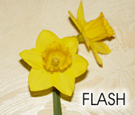 Timelapse-Daffodils