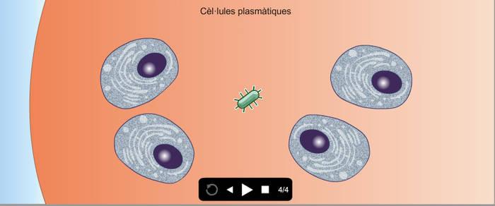 Antibodies and immunity response