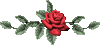 red rose by VasiDragos