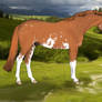 Paint X Thoroughbred Horse