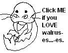 Click If You Love Walruses