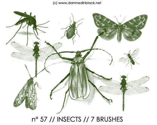 PHOTOSHOP BRUSHES : insects by darkmercy on DeviantArt