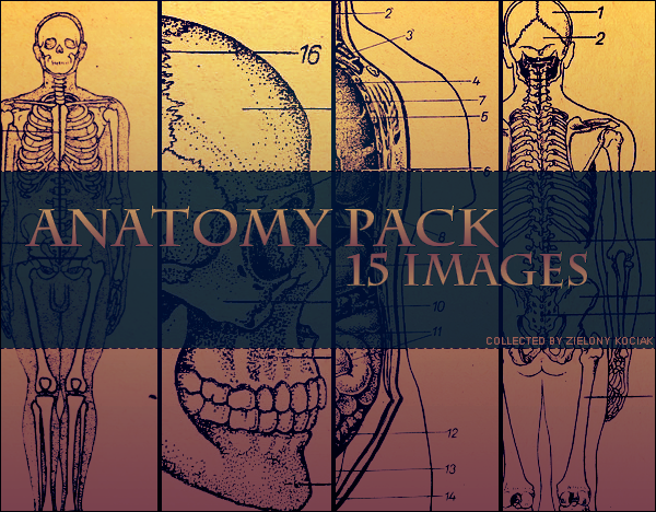 Anatomy Pack