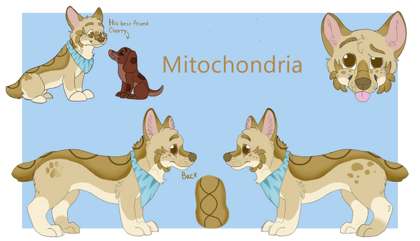 Explore The Best Mitochondria Art Deviantart Mitochondrion, organelle found in most eukaryotic cells, the primary function of which is to generate energy in the form of adenosine triphosphate.
