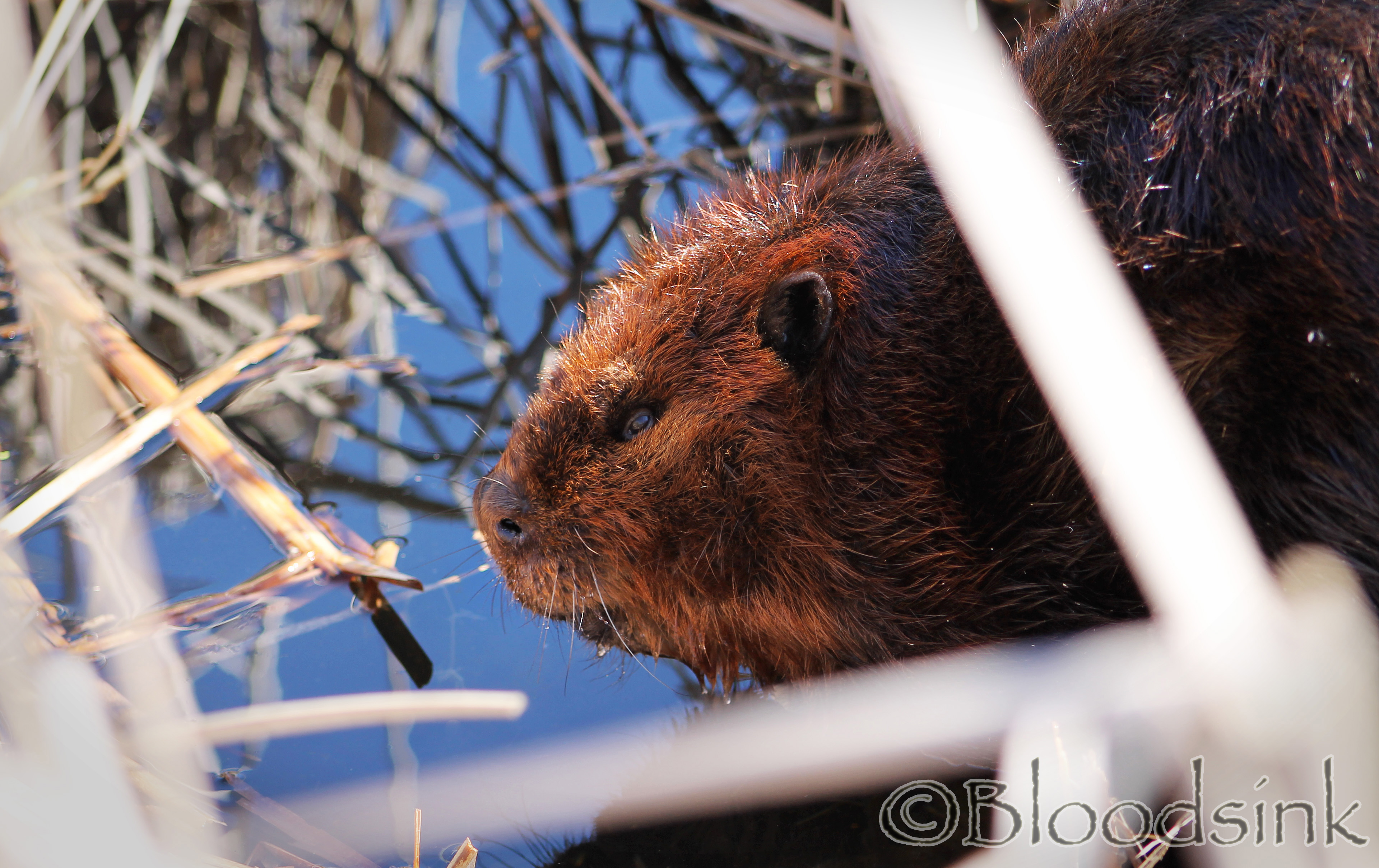 Beaver