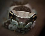 WP: blue frog by stetre76