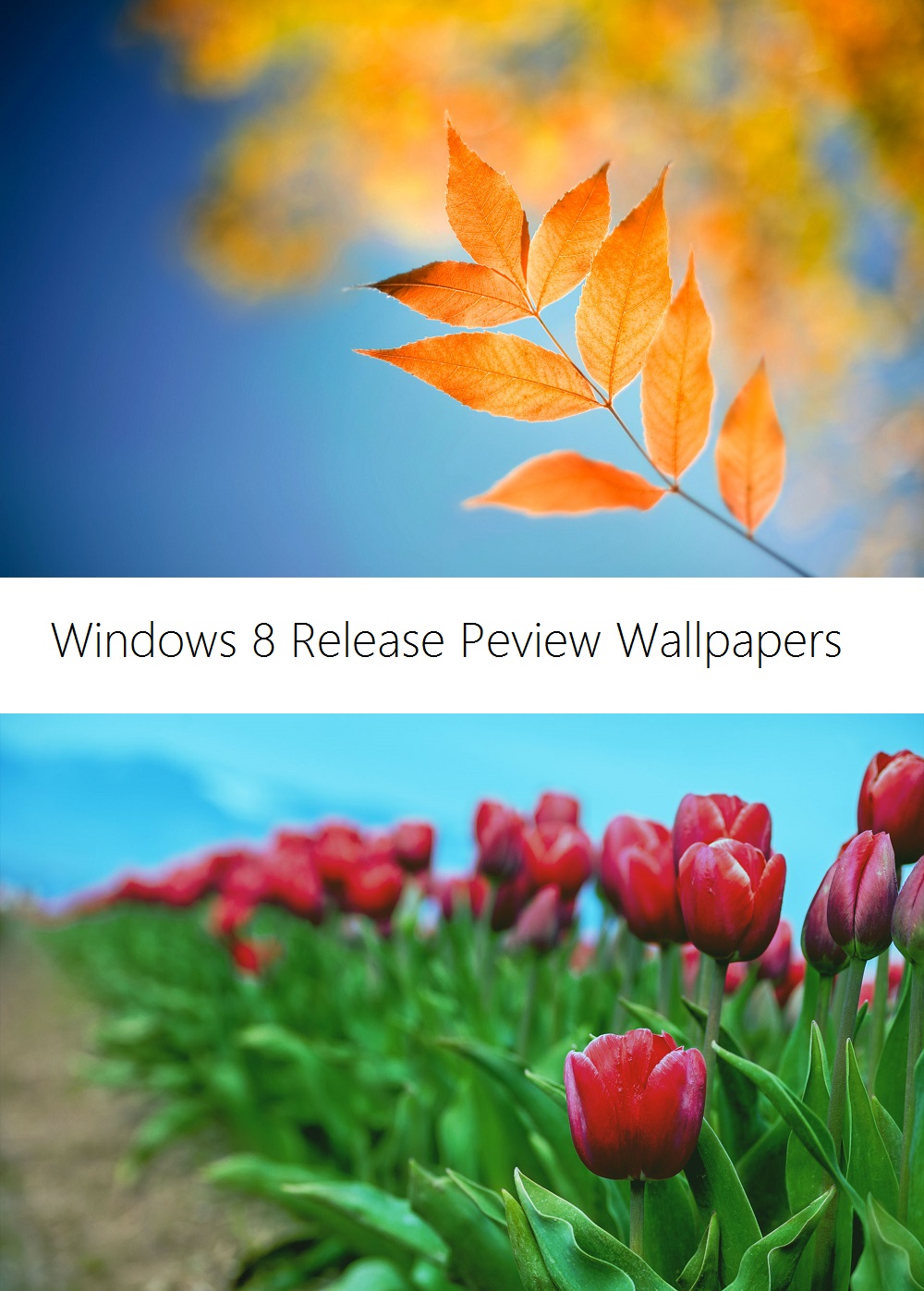 Windows 8 Release Preview Wallpapers