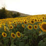 Sunflowers shining in the evening light