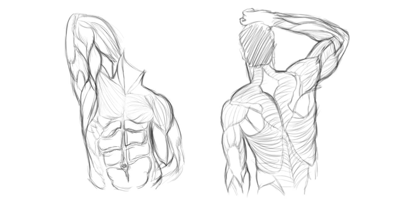 Muscle practice by Yelbertes on DeviantArt