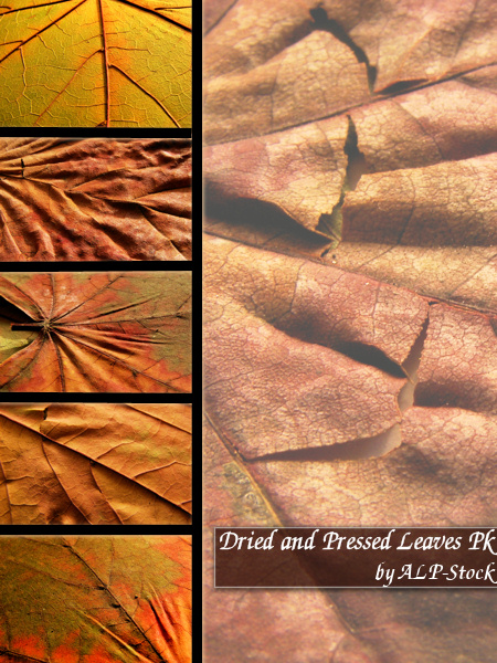 Dried and Pressed Leaves Pk