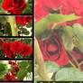 Red Roses Pack