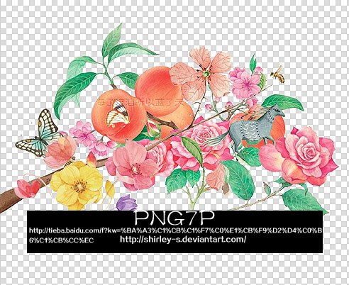 Shirely Png7pyuwng30