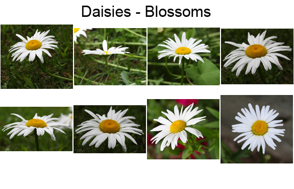 Daisy Blossoms