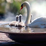 Seven swans 'a swimming