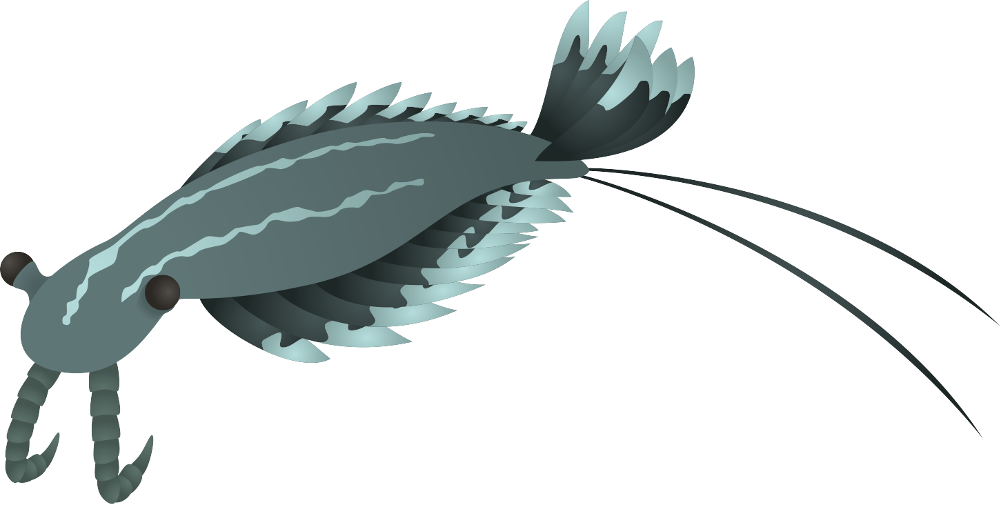 Anomalocaris by DasRuedi on DeviantArt
