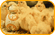 BB-8 Chick Magnet Stamp by CassieCros13