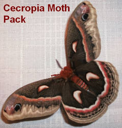 Cecropia Moth Pack