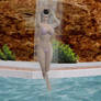 Sindel: Bikini (Updated)