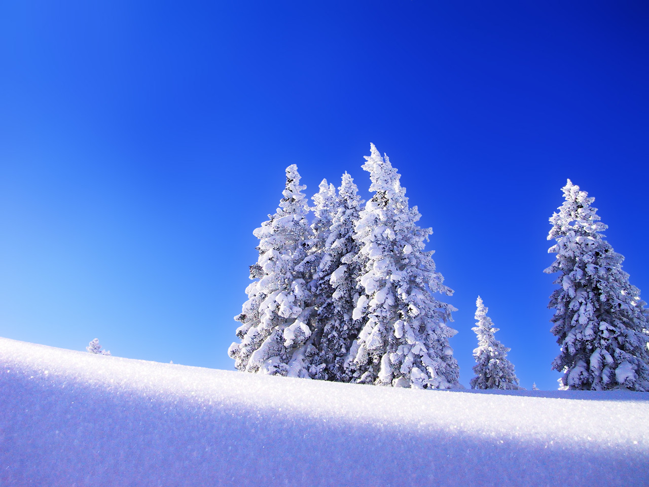 wallpaper of the snow-tree