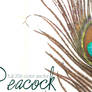 Peacock Feather - Vector