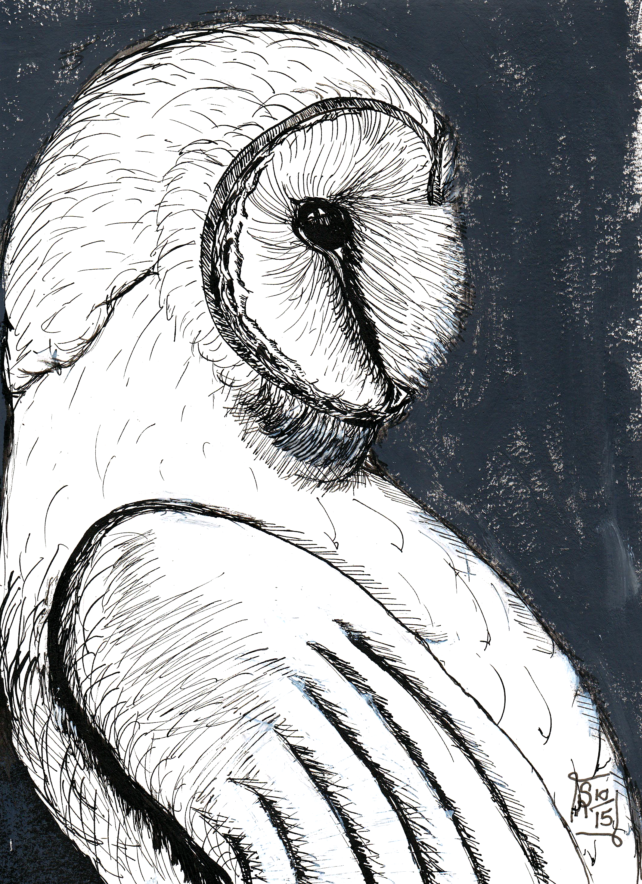 Barn Owl