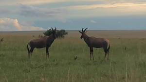 Waterbuck Fight in Kenya
