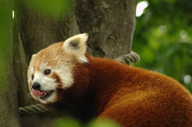 Red Panda