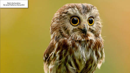 Owl IN the Sunshine