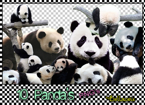 10 Pandas PNGs