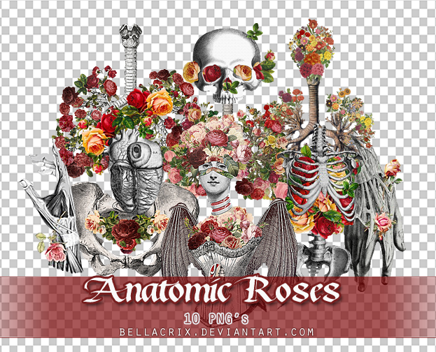 Anatomic Roses PNGs