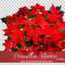 Poinsettia Flowers PNGs