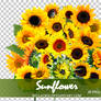 Sunflower PNGs