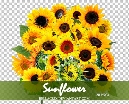 Sunflower PNGs