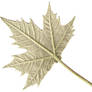 precut  leaf