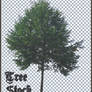 tree_brush_and_image