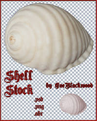 shell_brush_and_image