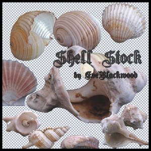 sea_shell_stock_pack