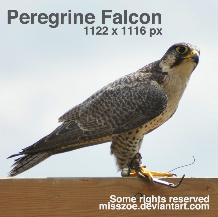 Peregrine Falcon 4