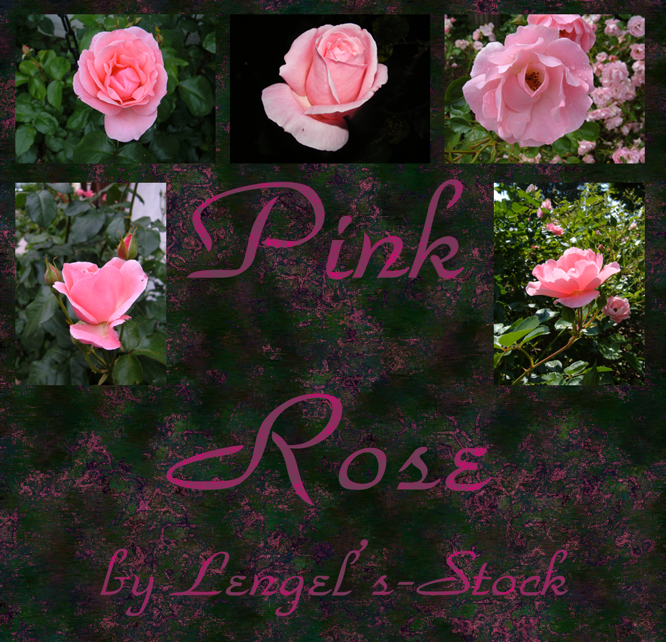 Pink Roses Pack