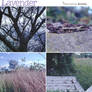 Lavender Photoshop Action