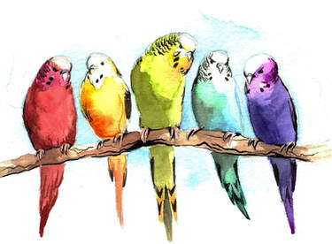 Parakeets